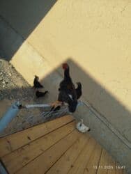 сколько стоит шиншилла маленькая: Продаю | Куры | Домашняя | Для разведения — 3