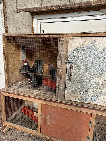 Аквариумдар: Продам 2 клетки для птиц — 2