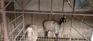 город ош кошка: Продаю | Овца (самка) | Полукровка | Для разведения — 1