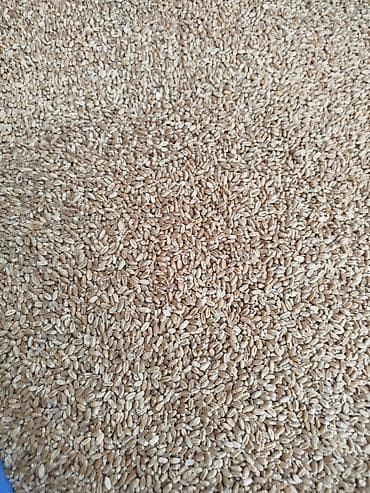 Крупы, мука, сахар: Пишиница 22.5ячмень 24.5 оптом и розницу — 4