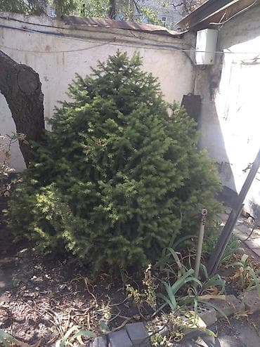 семена елки: Ель канадская (Picea glauca ‘Conica’), компактная, густая крона — 2
