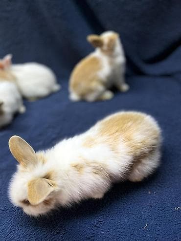 кролик калифорня: Миниатюрные декоративные кролики (разноцветные) - Окрас: бело-рыжий — 5