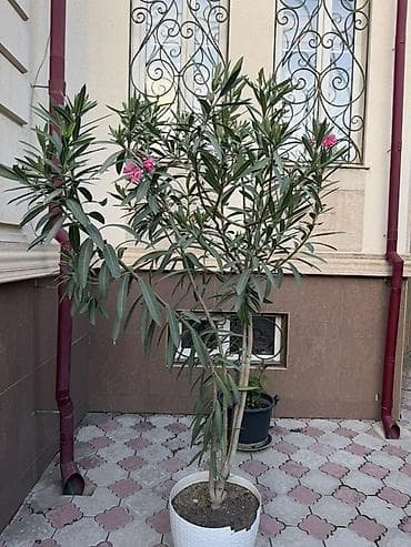 Платная доставка