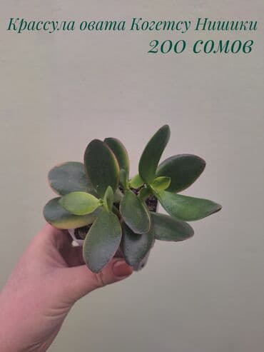 сколько стоит аквариум для рыбок: ● Комнатные растения (укоренённые черенки, молодые растения, взрослые — 2