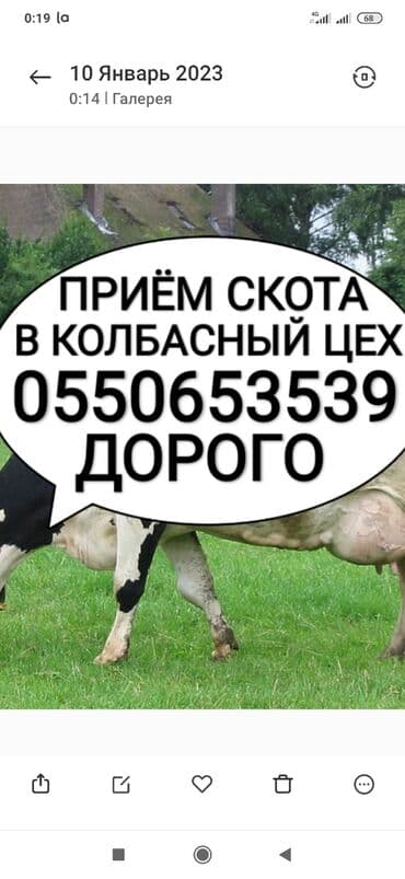 продаю животных: Куплю | Коровы, быки, Лошади, кони | Круглосуточно, Любое состояние, Забитый — 1