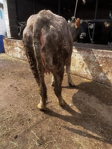 Продаю | Корова (самка) | Для молока | Стельные — 8