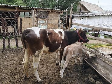 поилка для крс: Продаю | Корова (самка) | Для молока | Привязанные — 3