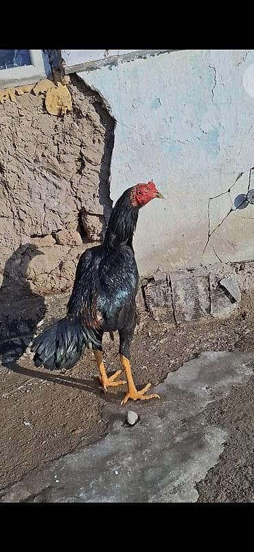 Продаю | Петух | Бойцовая | Для разведения