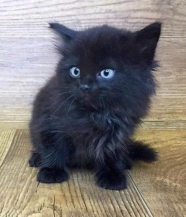 коты на вязку: 🎁 Полностью домашние, к лотку и миске приучены (ну, почти — они — 6