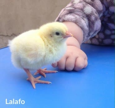 куры бройлеры: Продаю | Цыплята | Бройлерная | Для разведения — 1