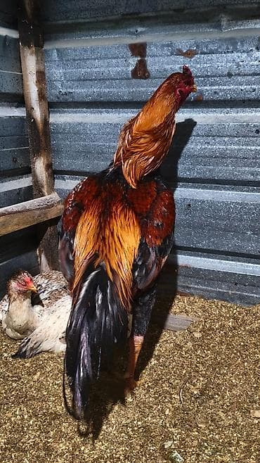 клетки для птицы: Продаю | Петух | Для разведения — 3