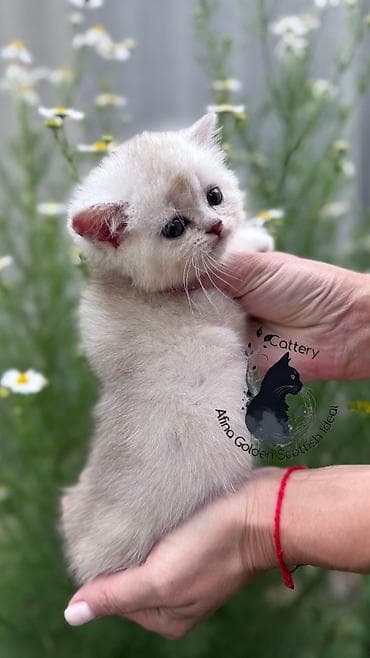 Мышыктар: Британ кыска жүндүү, 1 айлык, Ургаачы, Күмүш өңдүү шиншилла, Лотокко барууга үйрөтүлгөн, Курттардан тазаланган, Документтери менен — 5