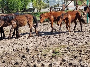 животные собака: Продаю | Жеребенок | Для разведения — 1