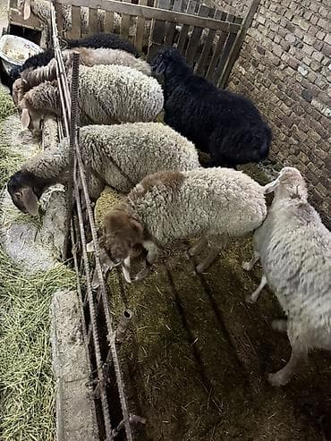 перепелки несушки: Продаю | Баран (самец) | Для разведения | Матка — 1