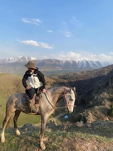 индоутка цыплята: Продаю | Конь (самец) | Рабочий — 1