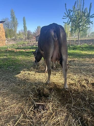 булан животное: Продаю | Корова (самка) | Для молока | Привязанные — 6