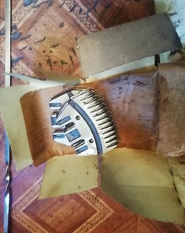 стригу овец: Продаю | Овца (самка) — 1