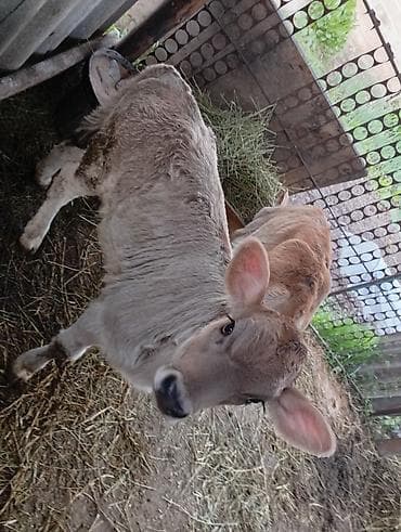 мамалак купить: Продаю | Музоо, торпок | Для молока | Искусственник — 9