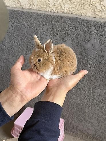 яйца фазан: Карликовые декоративные кролики (пуховые, «львиноголовые» типы) — 1