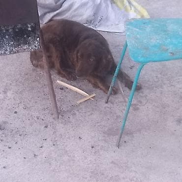 ежик живой: Продаю сука спаниель было два вывода продаю в связи с уезда прошу — 3