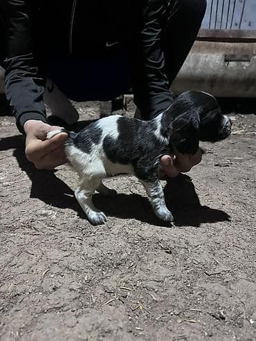бенгальская кошка домашняя: Щенок, черно-белый окрас с пятнами. Компактное телосложение, короткая — 8