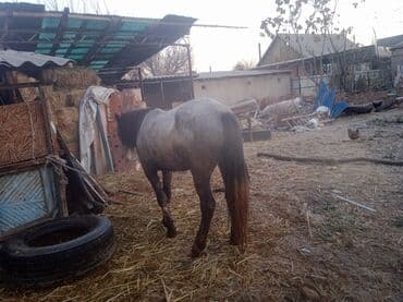 стаффордширский терьер купить: Сатылат Семиз бышты — 2