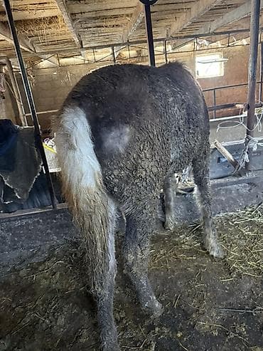 допер баран: Продаю | Жеребенок | Для разведения — 1