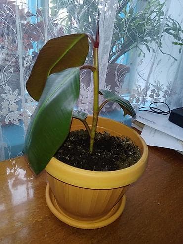 Үй жана бакча үчүн баардык: Фикус эластика (каучуконосный) — молодые растения в горшках. - — 2
