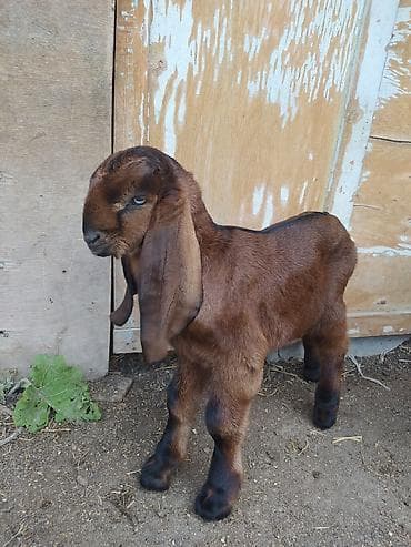 кошка сфинкс с шерстью: Продаю | Козлёнок | Битал | Для разведения | Племенные — 5