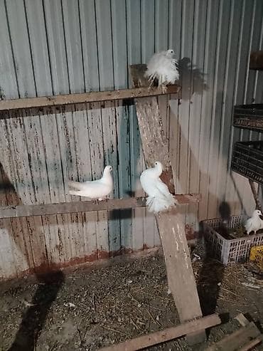 попугай каракол: Продаю Галубей разных пород село беловоцк — 2