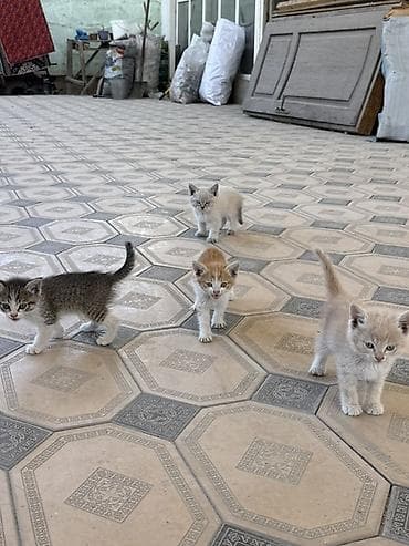 кошка домашняя: Котята, примерно 2-3 месяца. На выбор несколько окрасов: - — 6