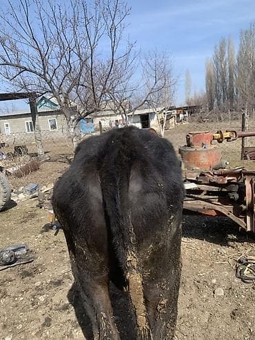 кормушки для птиц: Продаю | Бык (самец) | На откорм | Привязанные — 4