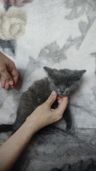 Мышыктар: 2 айлык, Ургаачы, Лотокко барууга үйрөтүлгөн — 4