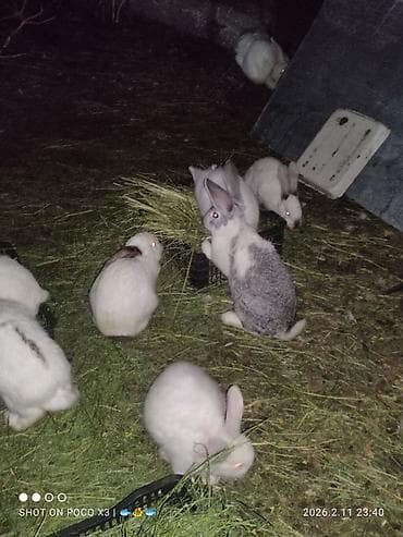 Продукты питания: Кролик домашний – тушка потрошёная в наличии и на заказ! Цена одного — 3