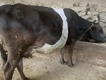 ит албай: Сатам | Уй (ургаачы) | Көбөйтүү үчүн | Бооз — 1