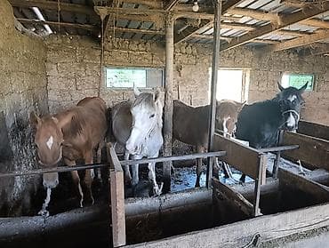 корм алер: Продаю | Кобыла (самка) | Полукровка | На забой — 1