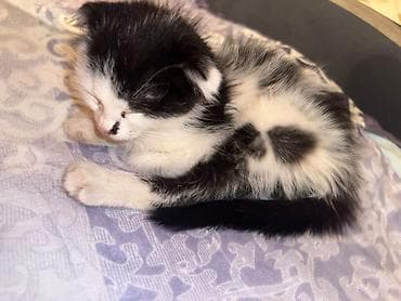 Отдам даром кошку: Отдадим в хорошме руки котенка Черно-белый котёнок с короткими ушками — 1