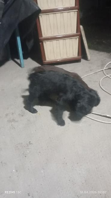 королевский дог цена: Продаю охотников.щенкам больше двух месяцев .привиты .цена 4000сом — 6