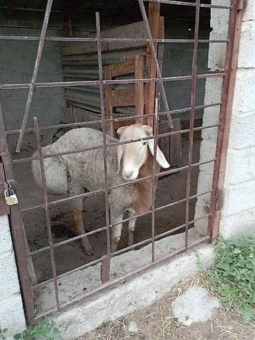 Животные: Продаю | Баран (самец) | Арашан | Для разведения — 3