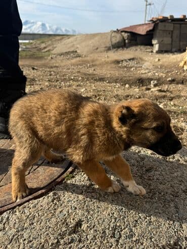 акустические системы ugreen колонка в виде собак: Кучуктор сатылат Кыргыз доботтун кучуктору сатылат Ысс-Кол областы — 3