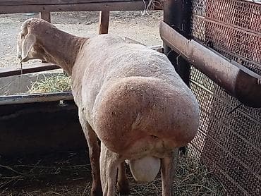 Продаю | Баран (самец) | Для разведения | Племенные