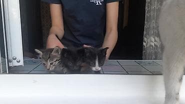 товары для кошек: Котята от домашней кошки Описание: - Помёт из трёх котят: тигровый — 4