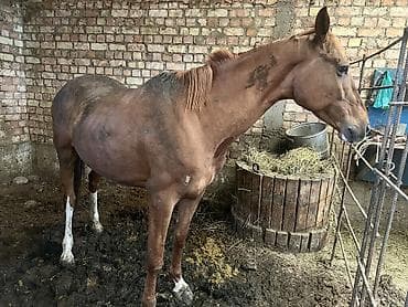 стрижка животных на дому: Продаю | Кобыла (самка) | Рабочий — 2