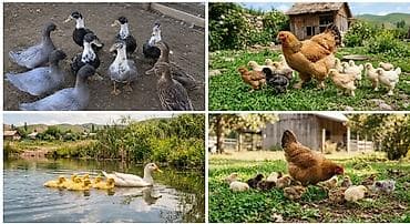 цыплята кучинская юбилейная: Продаю | Куры | Для разведения — 1