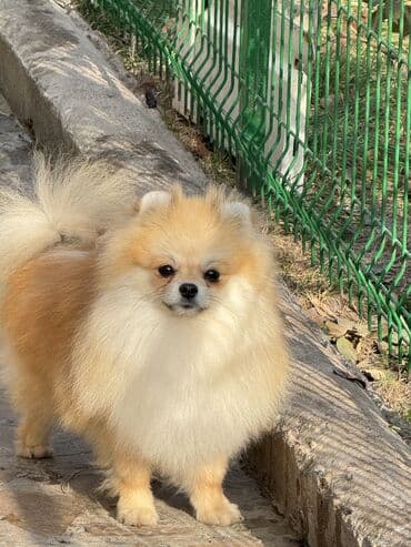 собаки акита: Шпиц, 10 месяцев, Самец, С прививкой, С родословной — 2