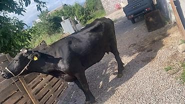 бельгийская корова: Продаю | Корова (самка) | Полукровка | На откорм | Привязанные — 5