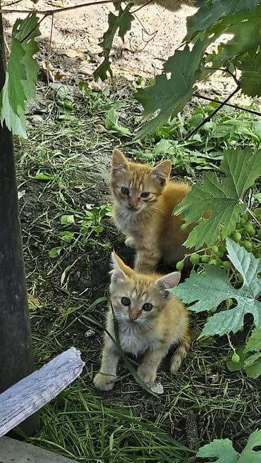 scottish fold: Рыжие котята — в добрые руки — 3