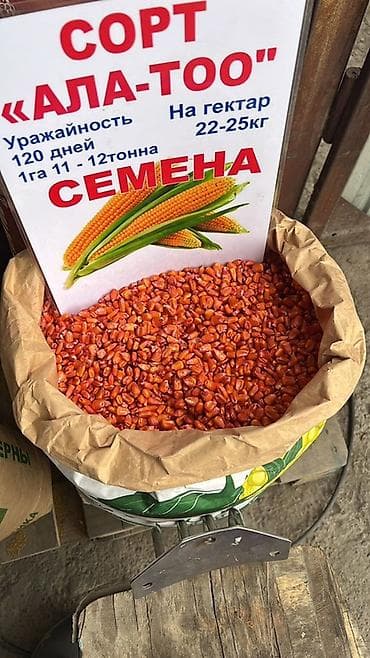 шрот подсолнечника: Эң сапаттуу жүгөрү уругу — Ала-Тоо F1! 📍 Силоско да, данга да кетет. 📍 — 2