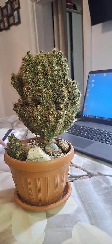 Освещение: Декор для дома и сада, Самовывоз — 8