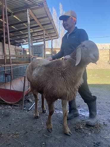 ала тоо уйлары: Продаю | Овца (самка) | Арашан | Для разведения | Матка — 3